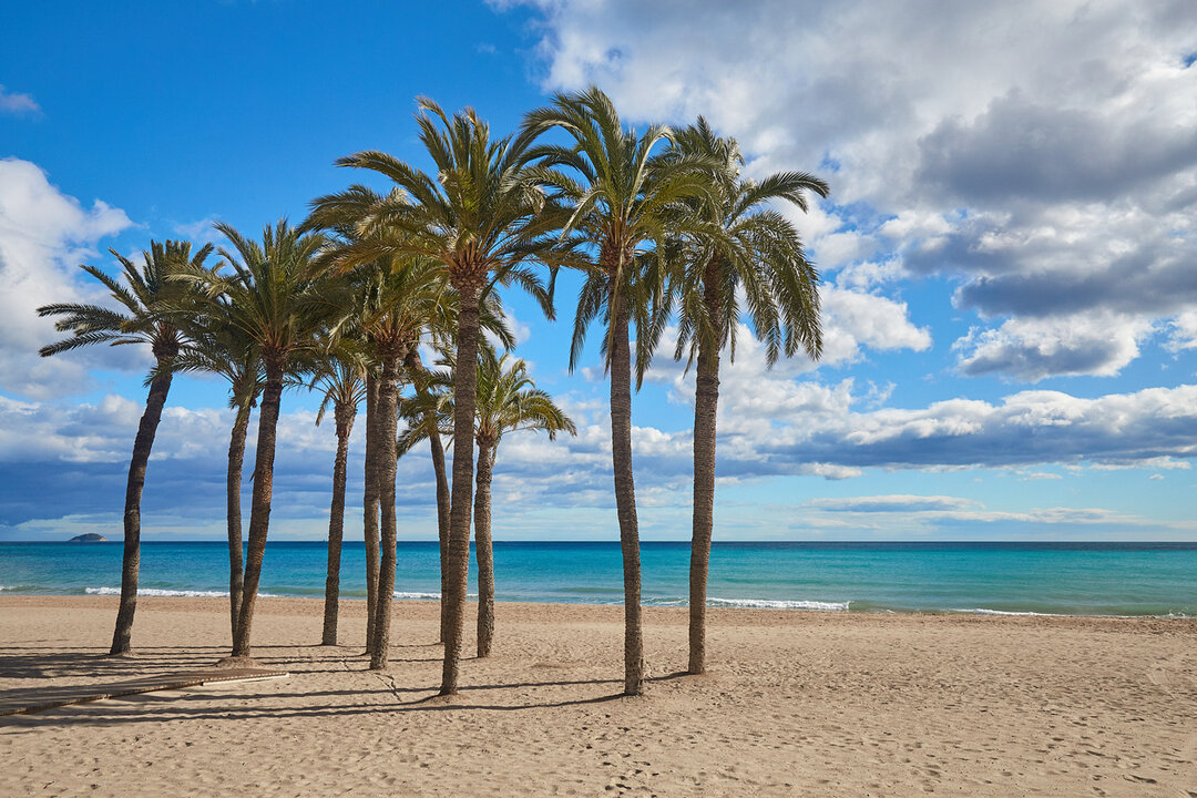 Palm trees on the beach against the background of the sea and blue sky. 