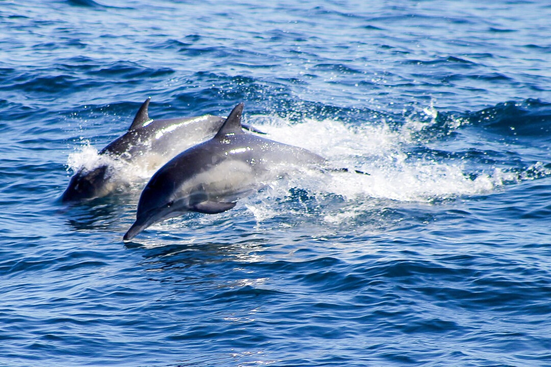 Dolphin Watching in the Mediterranean Sea in Estepona, Malaga, Andalusia, Spain.