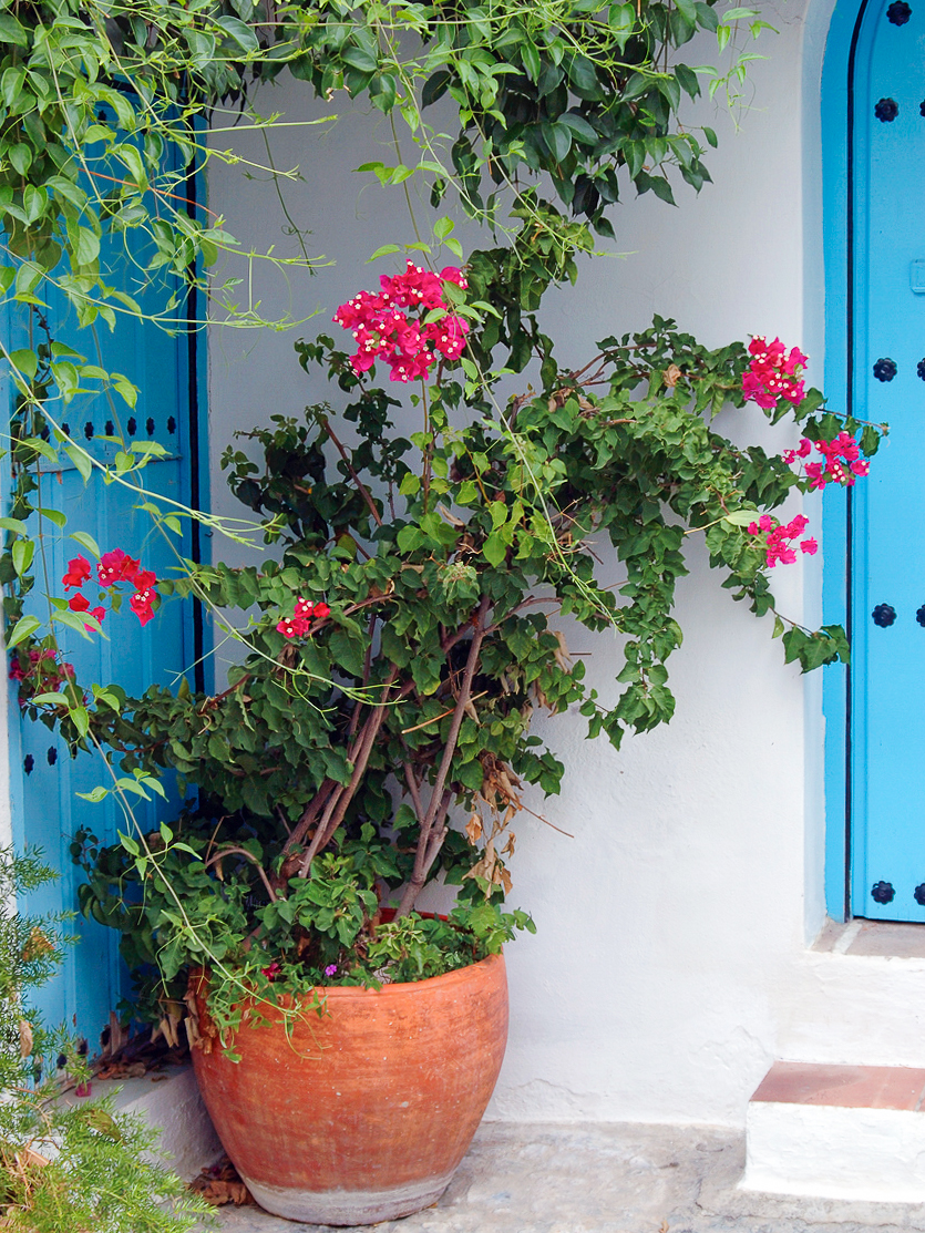 Beautiful flower pot at a white washed house with blue doors in Frigiliana, Andalusia, Spain.
