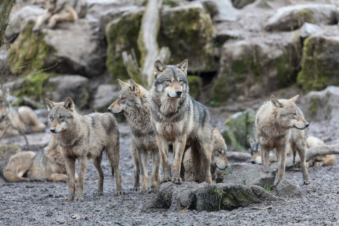 best-things-to-do-in-antequera-wolf-sanctuary Wolf pack in a sanctuary in Antequera, Andalusia, Spain.