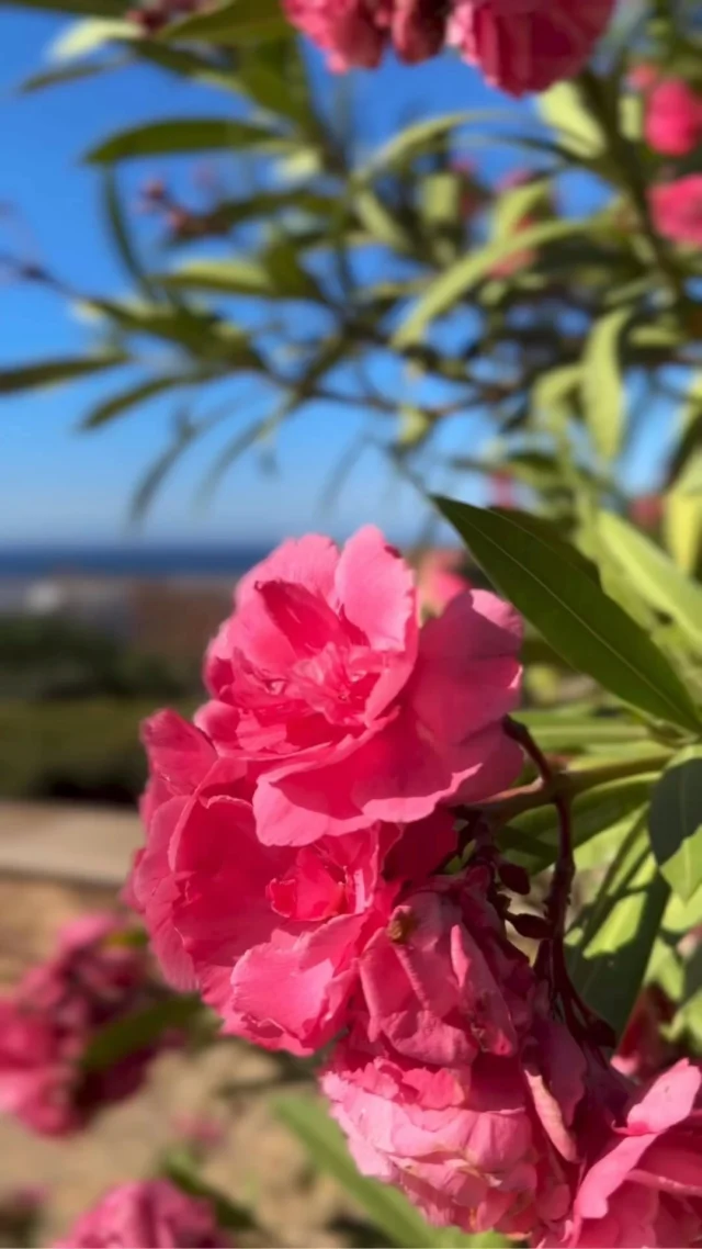 Tap for more information ⬇️

📍Almeria City, Andalusia

FREE travel guides on 𝐰𝐰𝐰.𝐭𝐫𝐚𝐯𝐞𝐥𝐝𝐫𝐞𝐚𝐦𝐞𝐫𝐬𝐩𝐚𝐢𝐧.𝐜𝐨𝐦

Link in bio ✨

•
•
•
•
•

#almeria #almeriacity #alcazaba #andalusiatravel #andalucia #spain #spaintravel #visitspain #spaintrip #spain🇪🇸 #spain❤️ #europetravel #enjoylife #placestovisit #exploremore #traveldeeper #andalusia